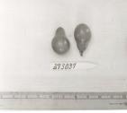 Click for 1 image(s) for this accession. FRUIT